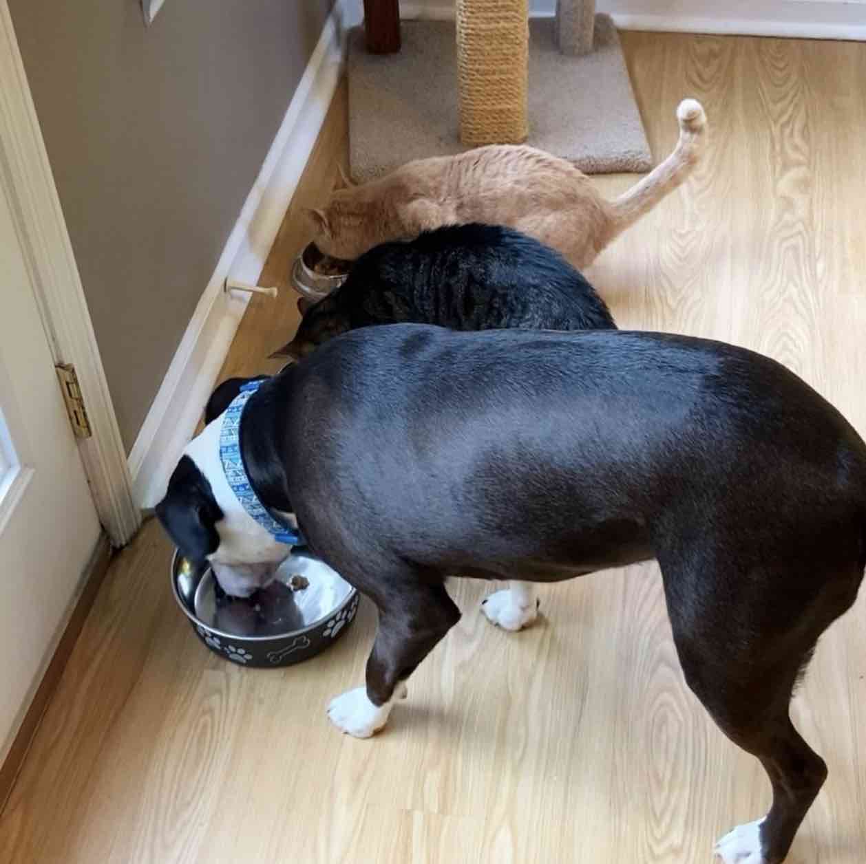 Rescue Puppy Raised by Cats Now Thinks He’s a Cat