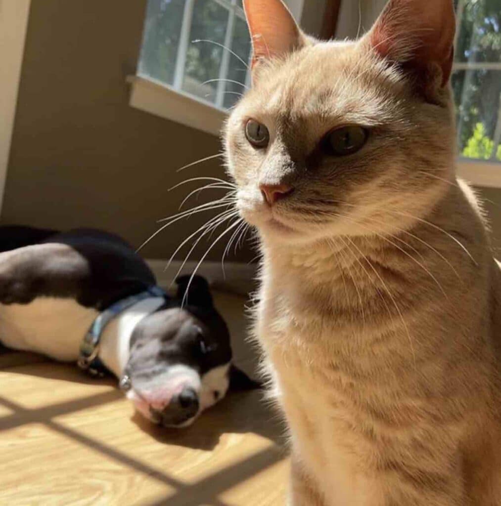 Rescue Puppy Raised by Cats Now Thinks He’s a Cat